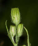 Smooth hawksbeard